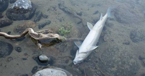 Dead fish in river
