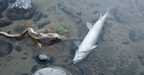 Fish dead in a river